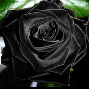 Meet your Posher, Marcus